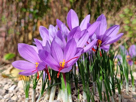 saffron photo|picture of saffron plant.